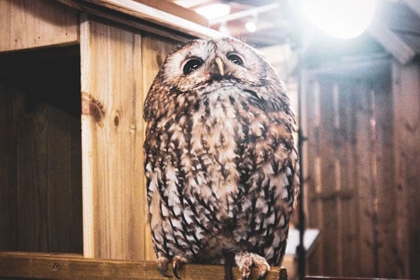 image of an owl perched in front of owl nesting box image of an owl perched in front of owl nesting box