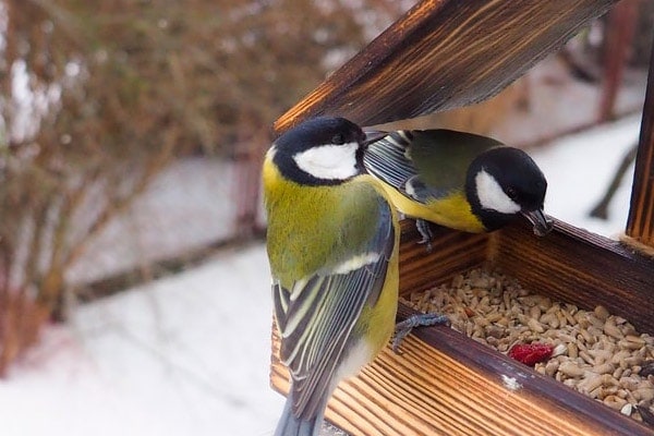 image of bird feeder in winter