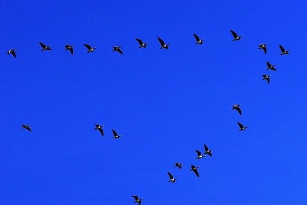 image of geese flying in v-formation