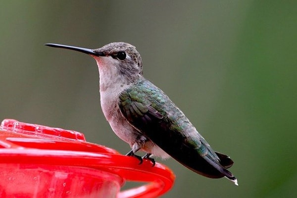 image of hummingbird and hummingbird feeder