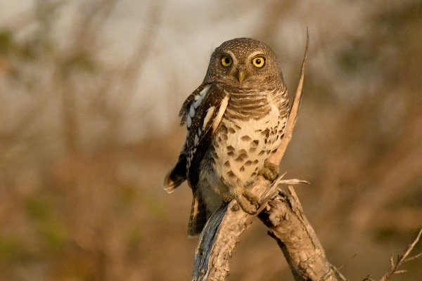 image of owl in the morning