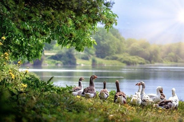 image of wild geese