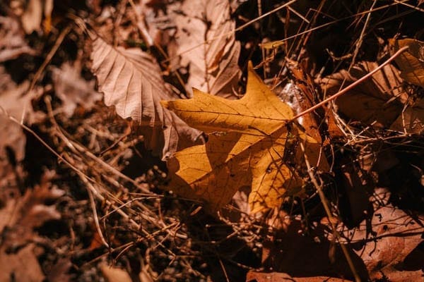 leaf pile to attract rodents and owls leaf pile to attract rodents and owls