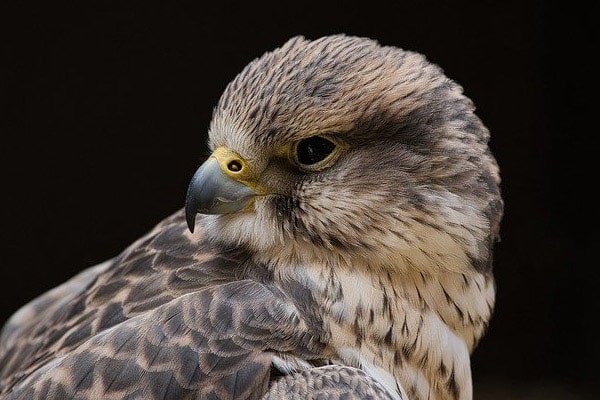 migration of Peregrine Falcons