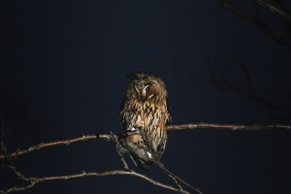 owl at night