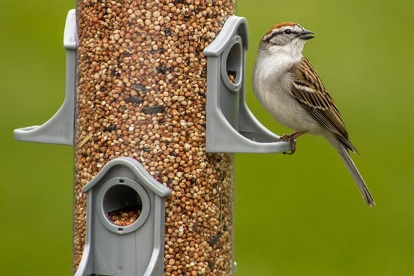 sparrow at birdfeeder