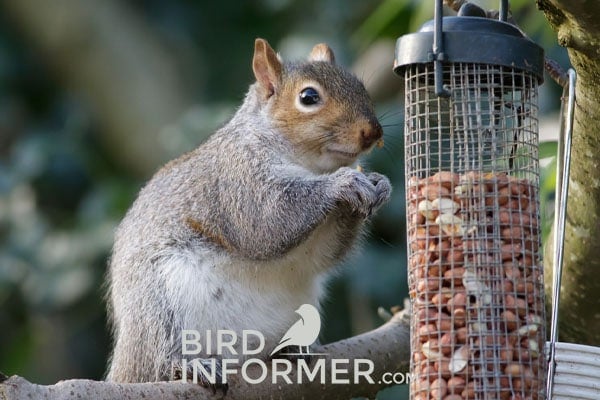 squirrel eating birdseed