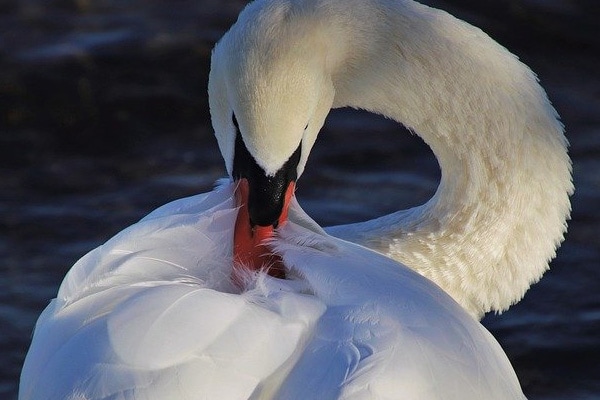 swan cleaning plumage