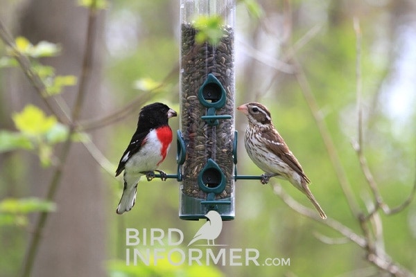 two different birds at birdfeeder