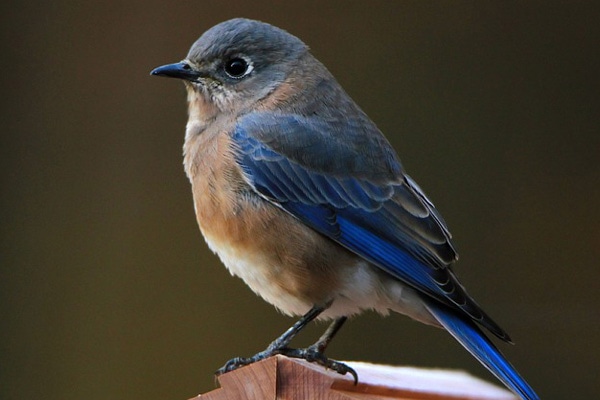 Eastern Bluebird on birdhouse