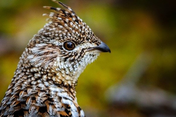 Ruffed grouse close-up view