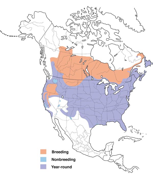 American Crow map