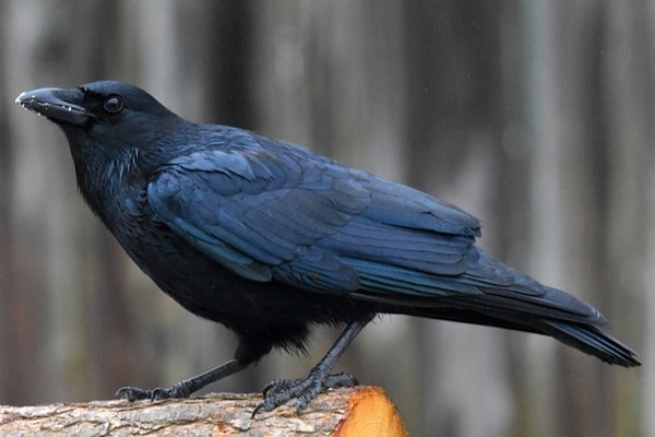 American Crow