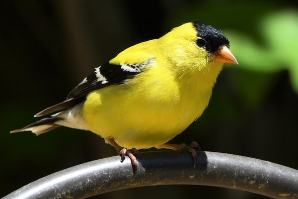 American Goldfinch