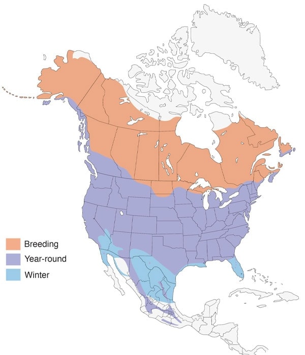 American Robin map