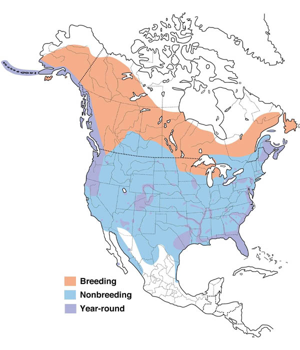 Bald Eagle map