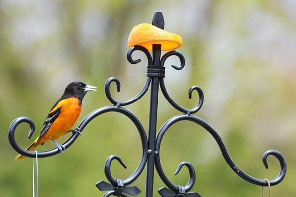 Baltimore Oriole