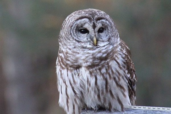 Barred Owl