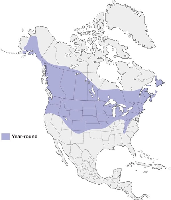 Black-capped Chickadee map