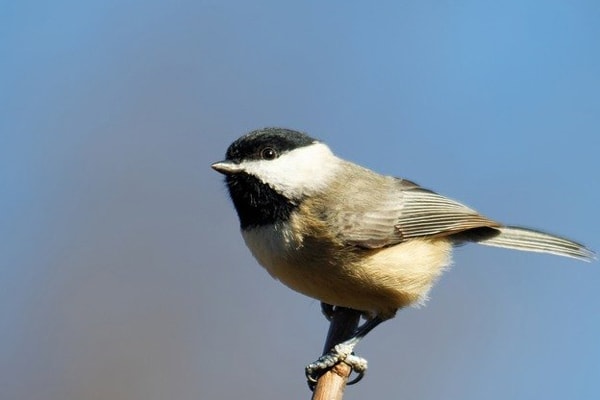 Black-capped Chickadee