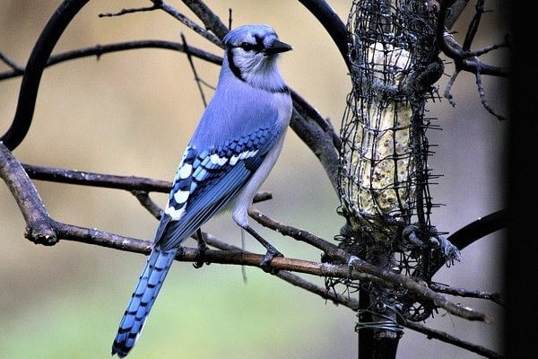 Blue Jay