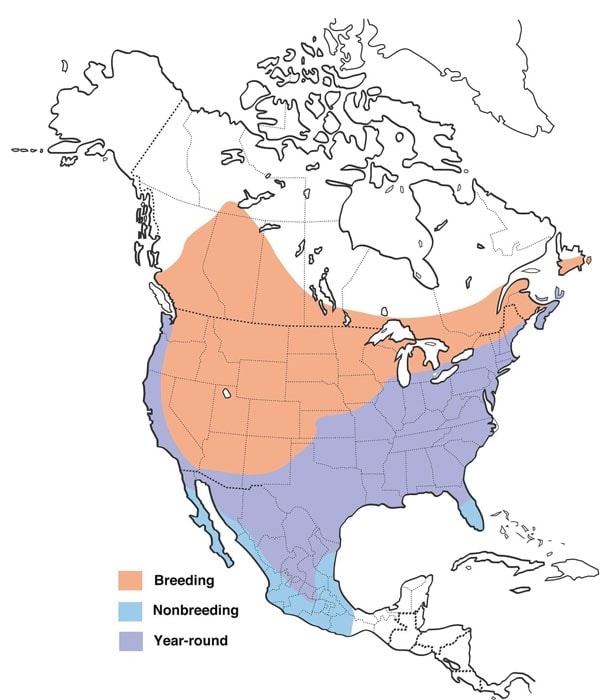 Brown-headed Cowbird map