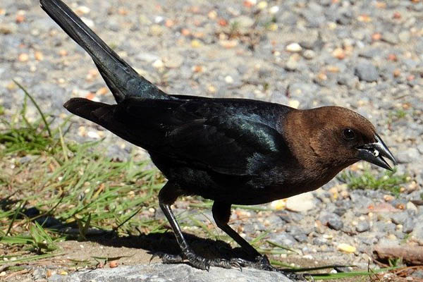 Brown-headed Cowbird