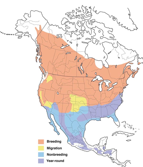 Chipping Sparrow map