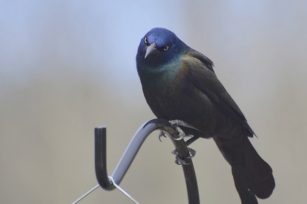 Common Grackle