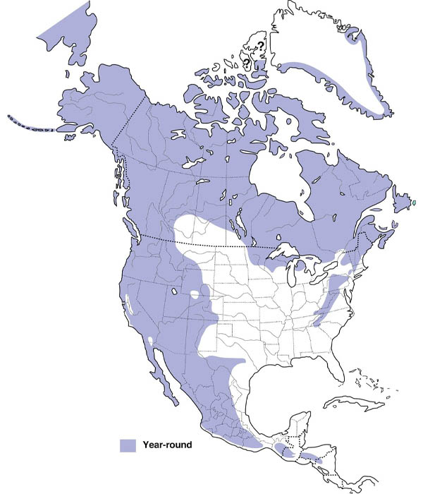 Common Raven Map