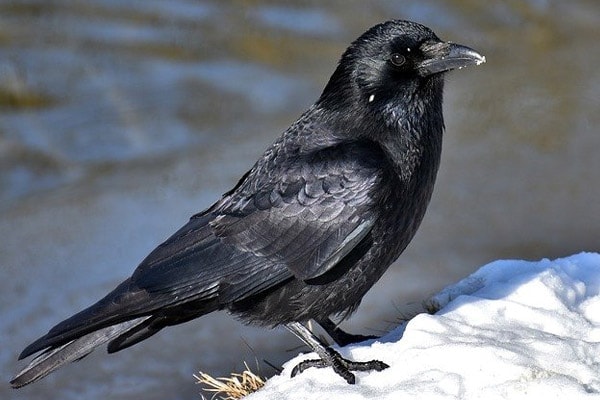 Common Raven