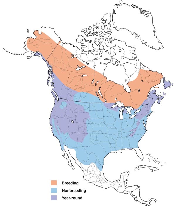 Dark-eyed Junco map