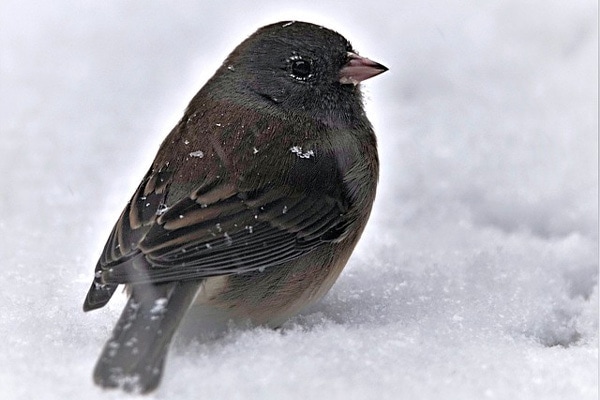 Dark-eyed Junco