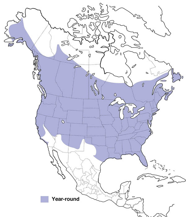 Downy Woodpecker map