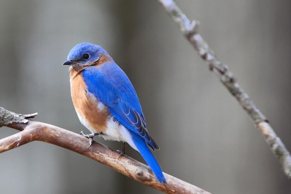 Eastern Bluebird