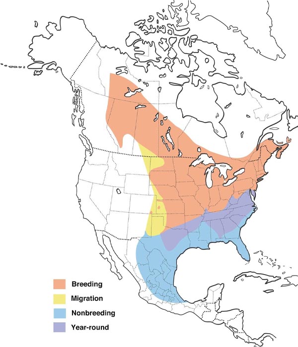 Eastern Phoebe map