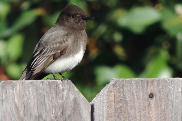 Eastern Phoebe