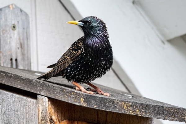 European Starling