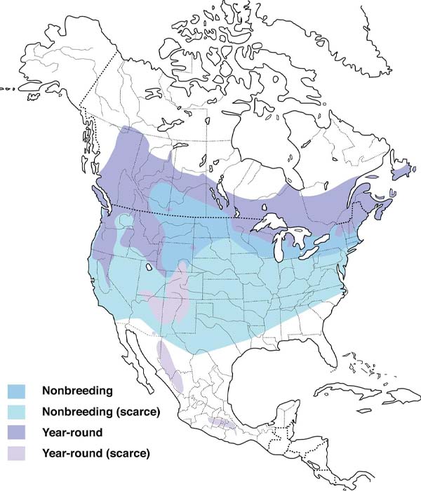 Evening Grosbeak map