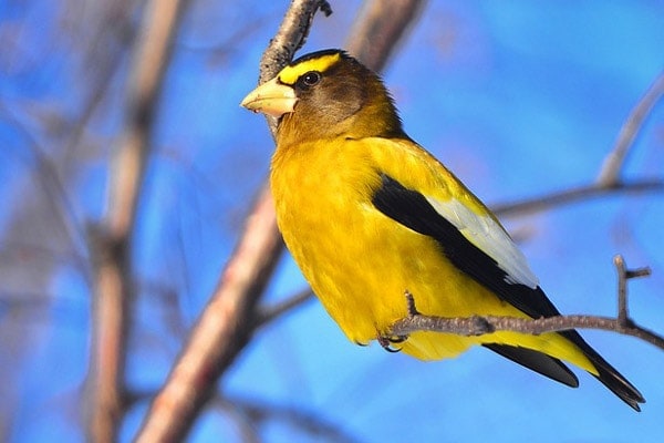 Evening Grosbeak