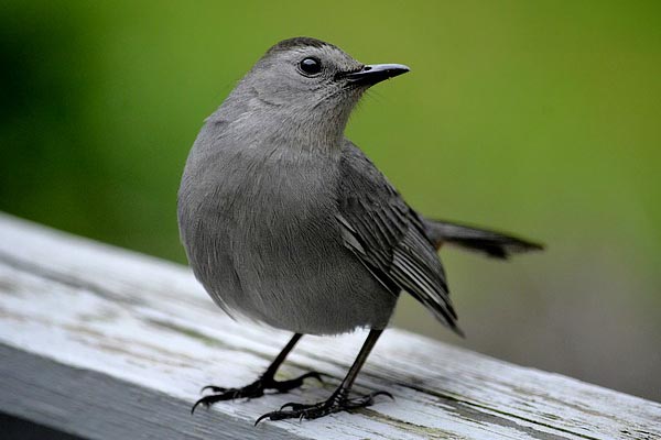 Gray Catbird