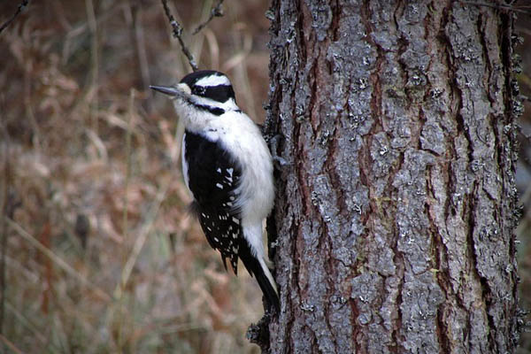 Hairy Woodpecker