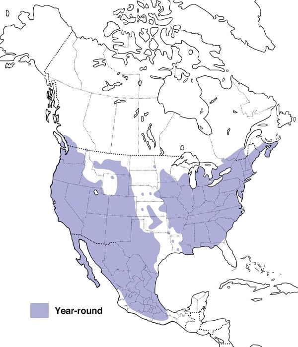 House Finch map