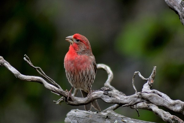 House Finch