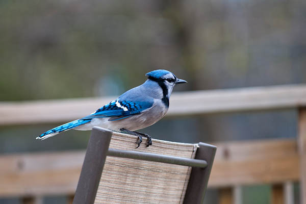 How To Attract Blue Jays