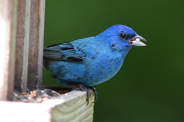 Indigo Bunting