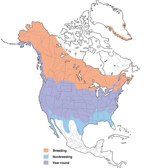 Mallard Duck map