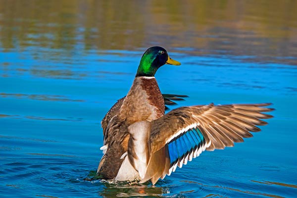 Mallard Duck