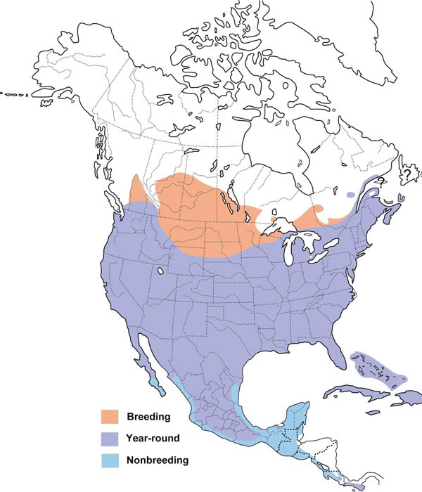 Mourning Dove map