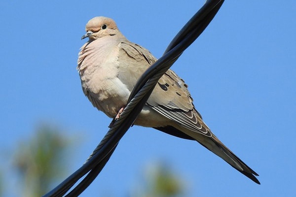 Mourning Dove